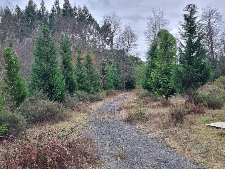 Parcela, camino hacia Cherquenco