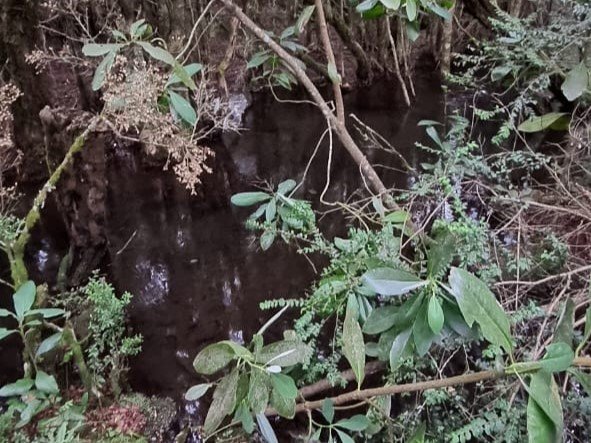 Parcela, camino hacia Cherquenco