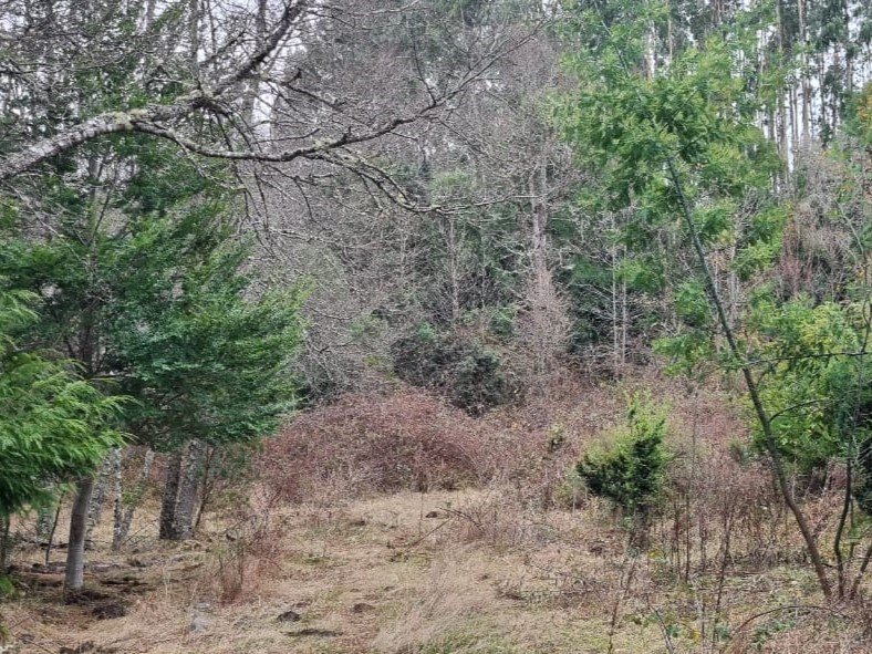 Parcela, camino hacia Cherquenco