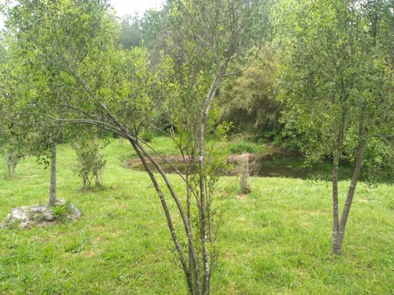 Camino a Curacautín, 1 Hectárea